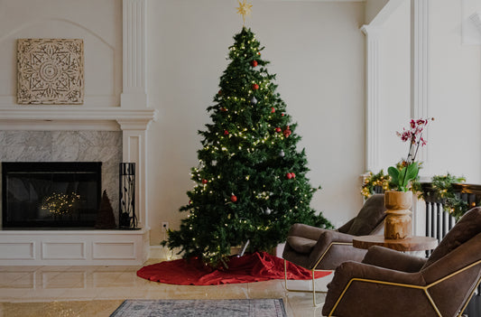 Best 10 Types of Christmas Trees For Your Wonderful Holiday Season