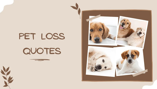 50 Pet Loss Quotes To Comfort Someone’s Soul